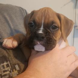 Jesse - Fawn male Boxer puppy in Toledo, Ohio from Julie Wilmore Olympic Boxers