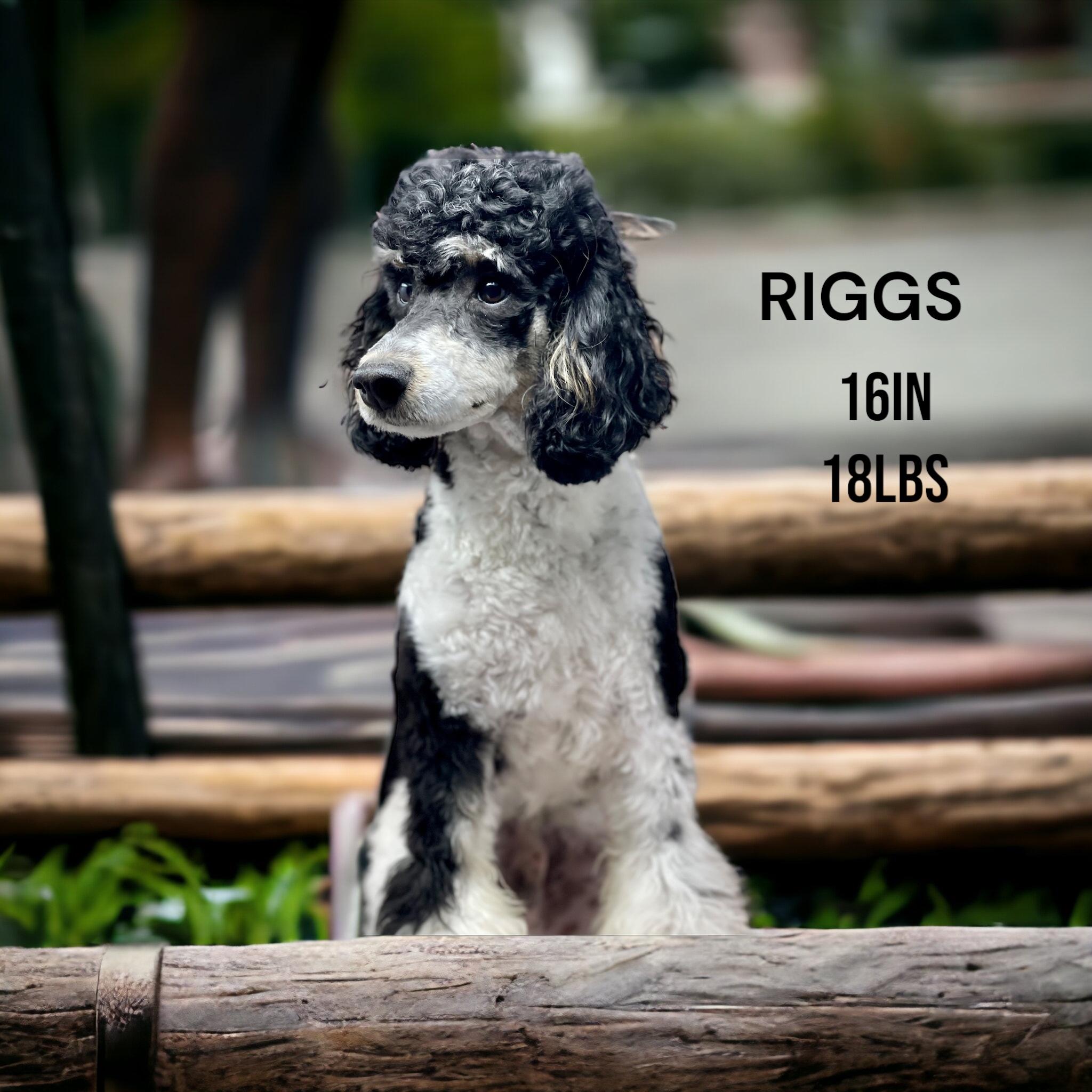 Riggs