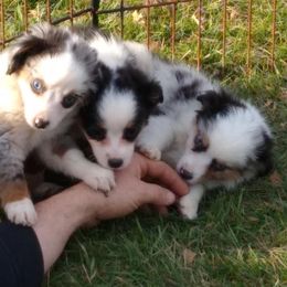 Miniature Australian Shepherds from Mountain View Farms Mini Aussies