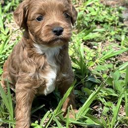 7026 - Red  female Goldendoodle puppy in Arcadia, Florida from KnuDawn Goldendoodles
