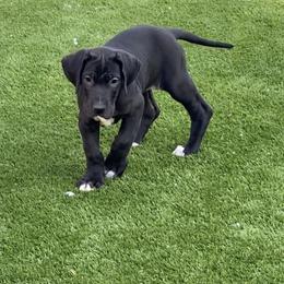 Great Dane Puppies from RoseCity Great Danes 🌹