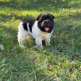 Bessie - Black female Chinese Shar-Pei puppy in Auburn, Kansas from Justin's Chinese Shar-Pei