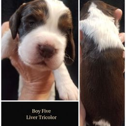 Boy 5 - Liver white and tan male English Springer Spaniel puppy in Silverdale, Washington from TimberVale Springers