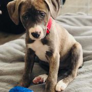 Mountain Cur Puppies from Walnut Ridge Mountain Curs