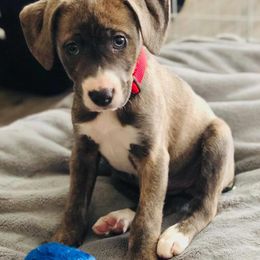 Mountain Cur Puppies from Walnut Ridge Mountain Curs