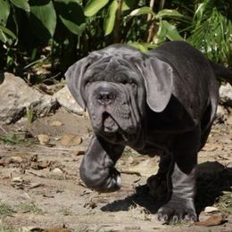 Neapolitan Mastiffs from Caledonia Mastini