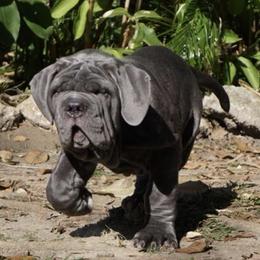 Neapolitan Mastiffs from Caledonia Mastini