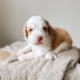 Bosun - Yachties - Caramel female Australian Labradoodle puppy in Syracuse, Indiana from The Doodle Cove