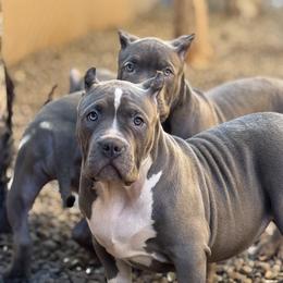 American Bully Puppies from M&M XL Bully Kennel