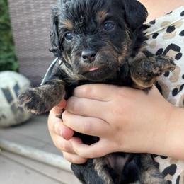 Lorelai (Light blue collar girl) - Phantom female Poodle puppy in Eagle Mountain, Utah from Liberty Farms Puppies