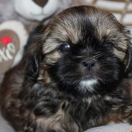 Girl 1 - Red and white female Shih Tzu puppy in Craig, Colorado from Rocky Mountain Shih Tzus and Dry Creek Miniature Dachshunds