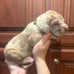 Neon collar - Merle female Great Dane puppy in Ider, Alabama from Sand Mountain Danes LLC