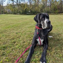 Rayne - Great Dane