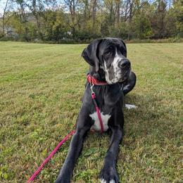 Rayne - Great Dane