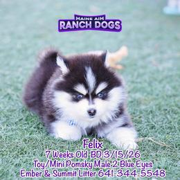 Felix - Black and white male Pomsky puppy in Humeston, Iowa from M.A.R. Dogs