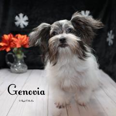 Genovia - Blue female Mi-Ki puppy in Elizabeth, Colorado from Royal T Mi-Kis