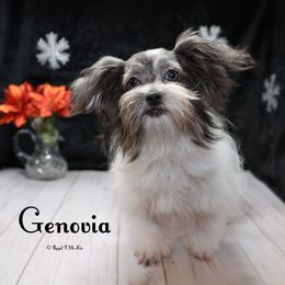 Genovia - Blue female Mi-Ki puppy in Elizabeth, Colorado from Royal T Mi-Kis