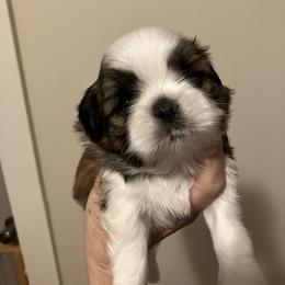 Shih Tzu Puppies from Simply Shih Tzu