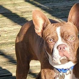 Boston Terriers from Squishy Faces