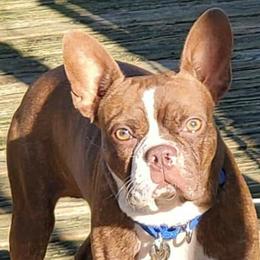 Boston Terriers from Squishy Faces