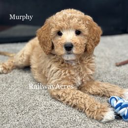 Murphy - Apricot male Goldendoodle puppy in Milford, Indiana from Railway Acres Kennel