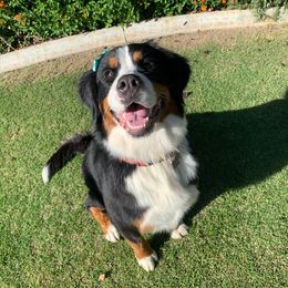 Ginger - Bernese Mountain Dog