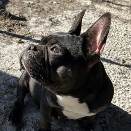 Echo - French Bulldog