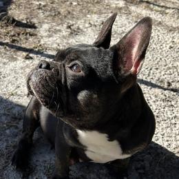 Echo - French Bulldog