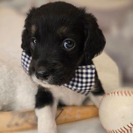 Elvis - Black male Double Doodle puppy in Prescott Valley, Arizona from Ramirez Family Doodles