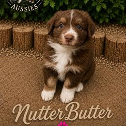 NutterButter - Red tri-color female Australian Shepherd puppy in Cherry Valley, California from Causey Ranch Aussies