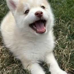 Jhue - Red and white male Pomsky puppy in Shoreline, Washington from SeattlePomskies