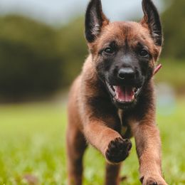 Belgian Malinois Puppies from Blue Shield Malinois
