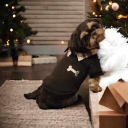 Kingston - Shih Tzu