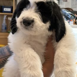 Thor Yellow - Black and white Sheepadoodle puppy in Camarillo, California from Oodles and Oodles of Doodles