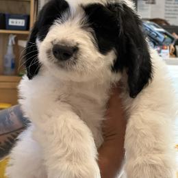Thor Yellow - Black and white Sheepadoodle puppy in Camarillo, California from Oodles and Oodles of Doodles