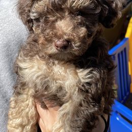 Aussiedoodle Puppies from Bay Area Aussiedoodles