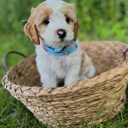 Boy 3 - male Cavapoo puppy in Englewood, Ohio from Hart’s Cavapoos