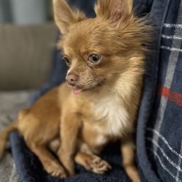 Puddin' - Chihuahua