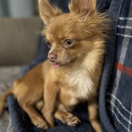 Puddin' - Chihuahua