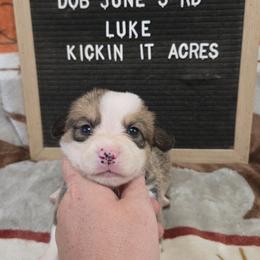 Luke - Red male Pembroke Welsh Corgi puppy in Chariton, Iowa from Kickin It Acres BCs