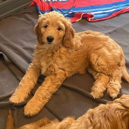 Goldendoodle Puppies from BB Doodles
