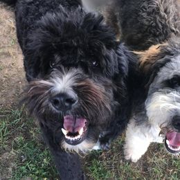 Tilly - Bernedoodle