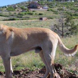 Gunner - Labrador Retriever