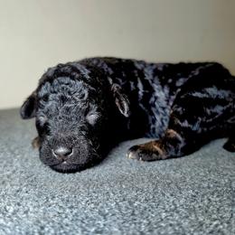 Starr - Phantom female Poodle puppy in Plainfield, New Jersey from Caris Paws Poodles and Labradoodles