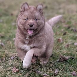 Kat - Red and white female Siberian Husky puppy in Coshocton, Ohio from Wyant Farms