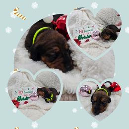 Mason - Red male Dachshund puppy in Fenton, Michigan from Always Darling Dachshunds