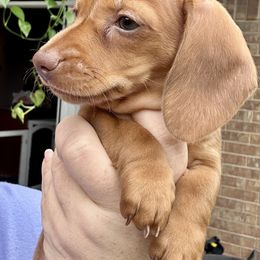 Brûlée - Red female Dachshund puppy in Mesquite, Texas from AB Dachshund
