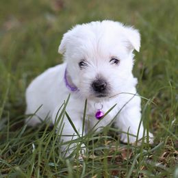 Elsa - White female West Highland White Terrier puppy in Mount Joy, Pennsylvania from K&M Kennel