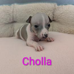 Cholla - Blue fawn and white female American Hairless Terrier puppy in Phoenix, Arizona from Bare Valley