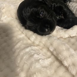 Cocker Spaniel Puppies from Becky's Cockers